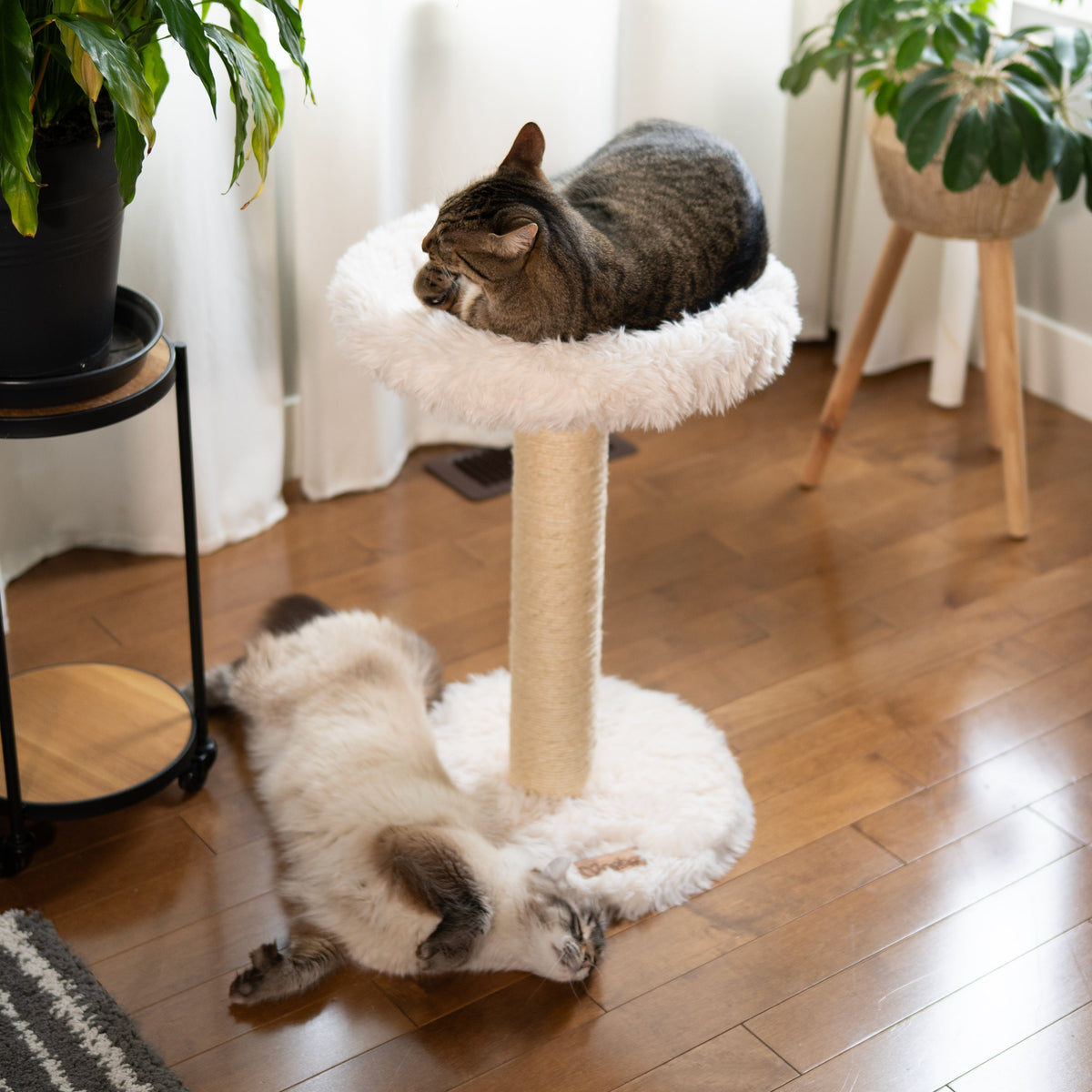 The Blush Perch – 1-Level Cat Tree-6