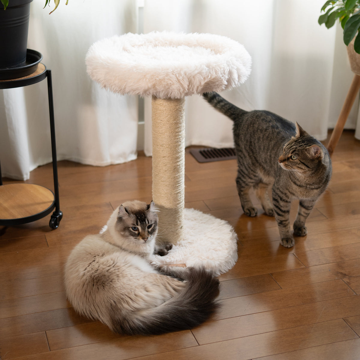 The Blush Perch – 1-Level Cat Tree-7