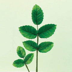 Flower Pro Leaf Cutter - Set of 4-3