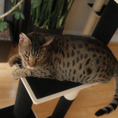 Noba Modern Plywood 3-Level Cat Tree-5