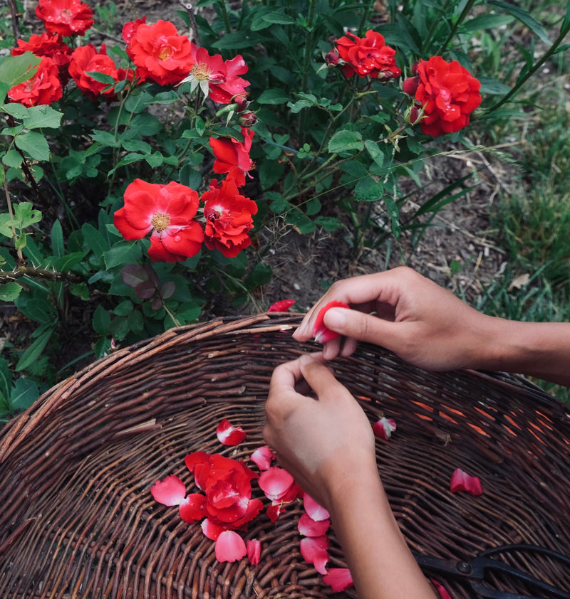 ROSE & REISHI SERUM-7
