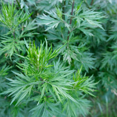 DREAM PLANTS OF KING SOLOMON // sleep tonic-4