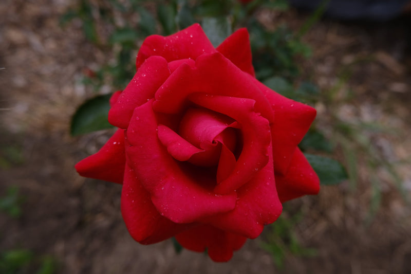 ROSE & REISHI SERUM-4