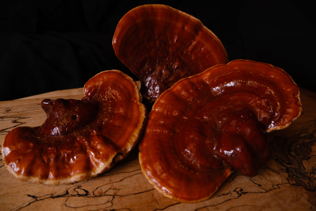 ROSE & REISHI SERUM-5