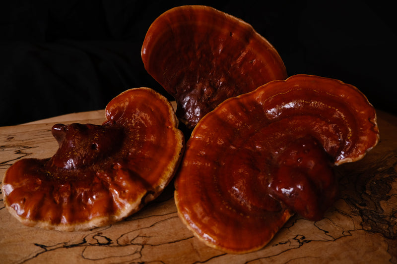 ROSE & REISHI SERUM-5