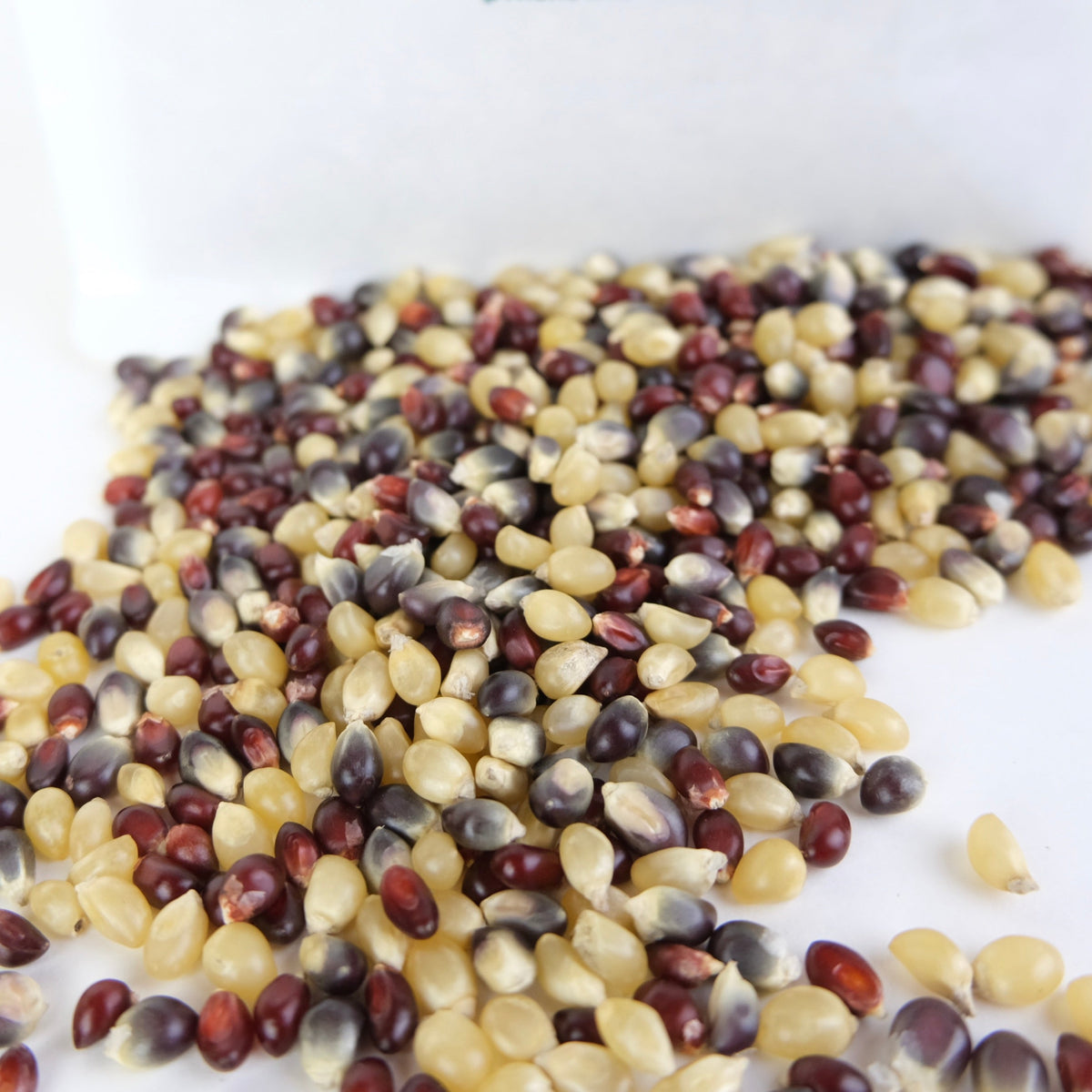 AMISH COUNTRY POPPING CORN-1
