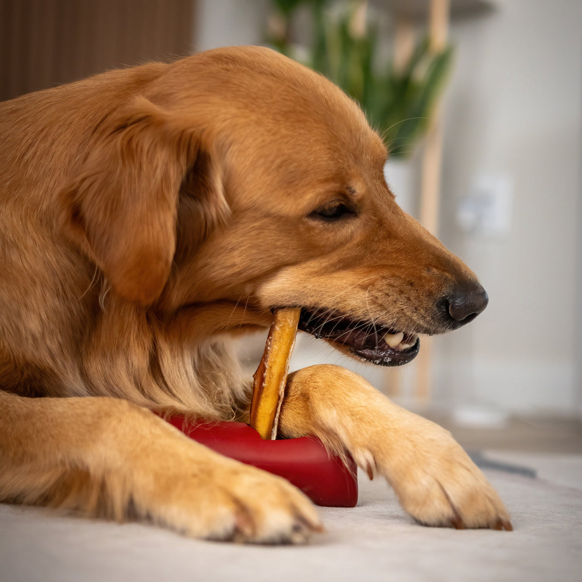 Bully Stick Safety Holder-3