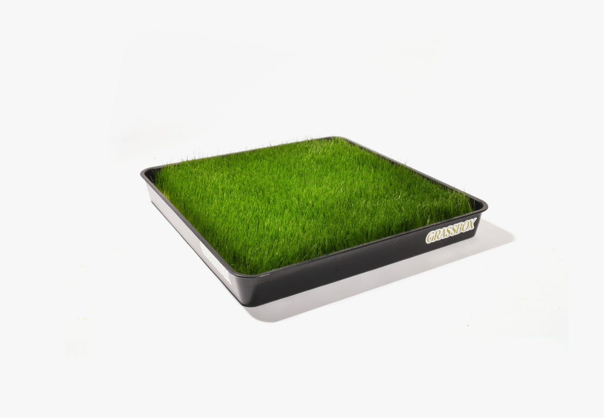 Optional Reusable Tray-2