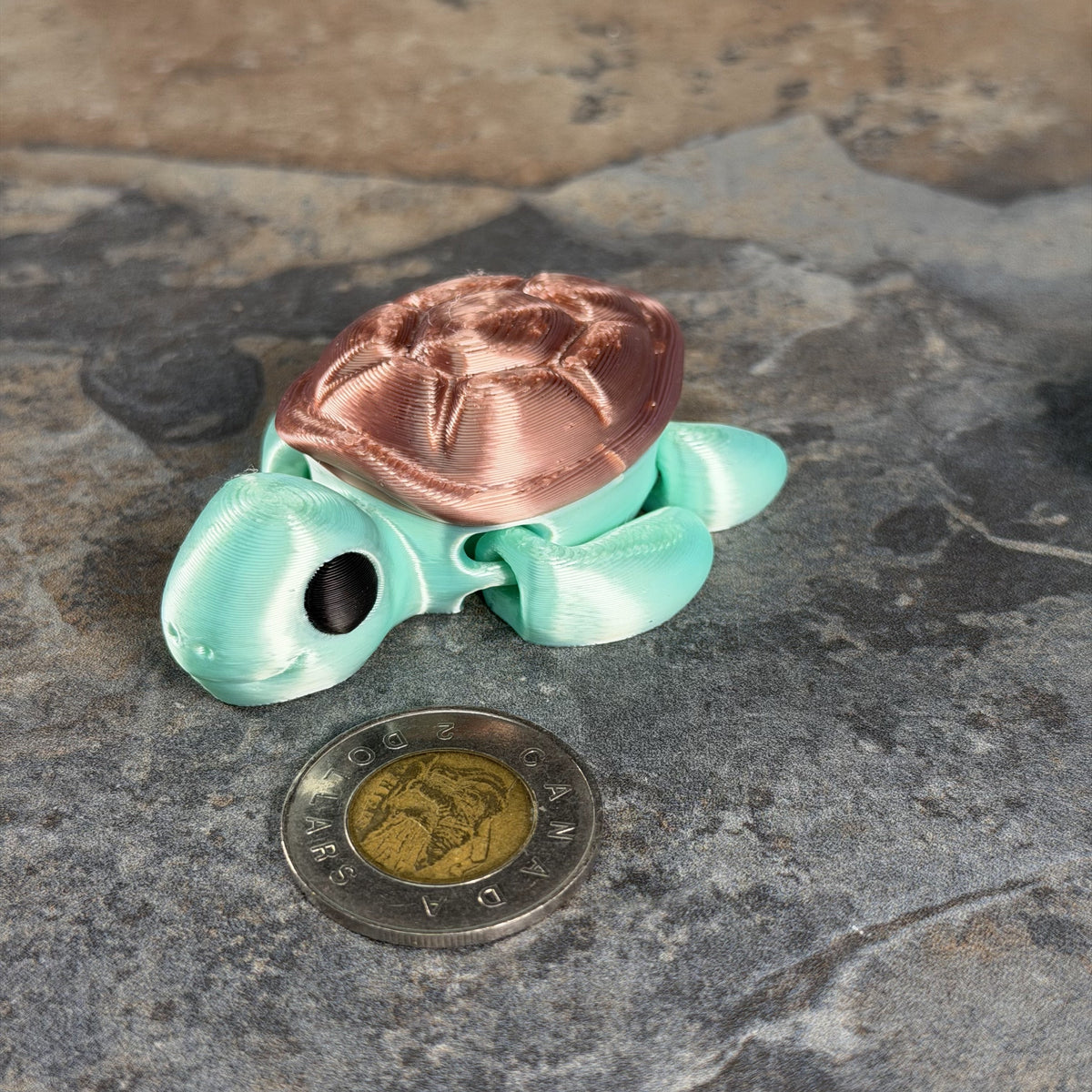 Chunky Turtle-3
