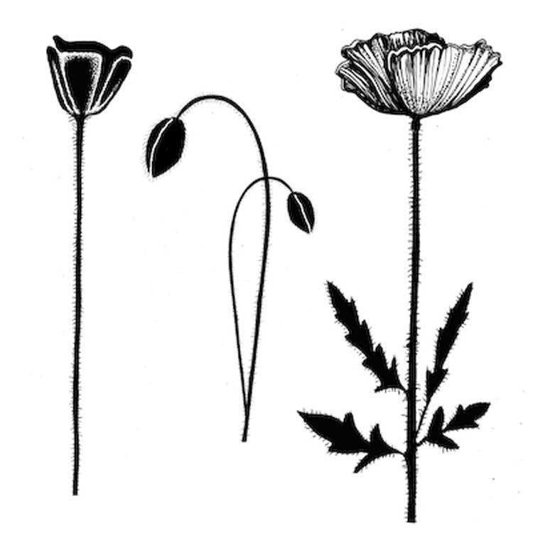 Lavinia Stamps - Group Poppies-1