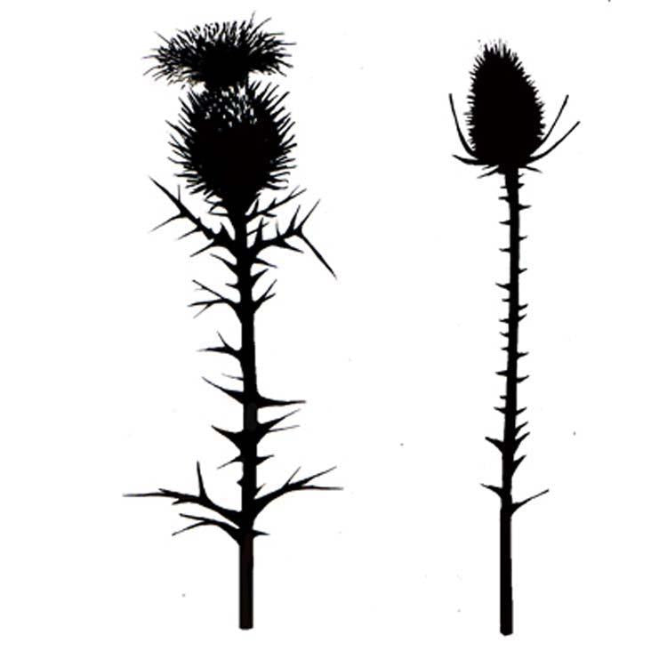 Lavinia Stamps - Thistles-1