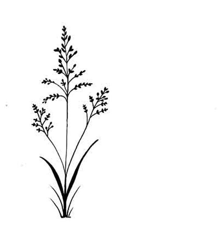 Lavinia Stamp - Field Grass-1