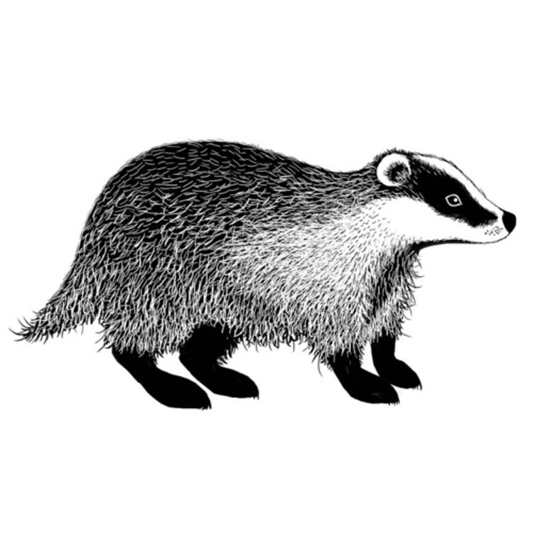 Lavinia Stamps - Badger-1