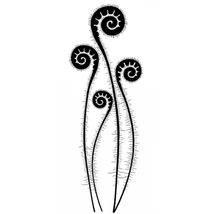 Lavinia Stamp - Fern Heads-1
