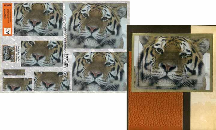 Large Format - Snow Tiger-1