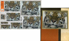 Large Format - Snow Tiger-1