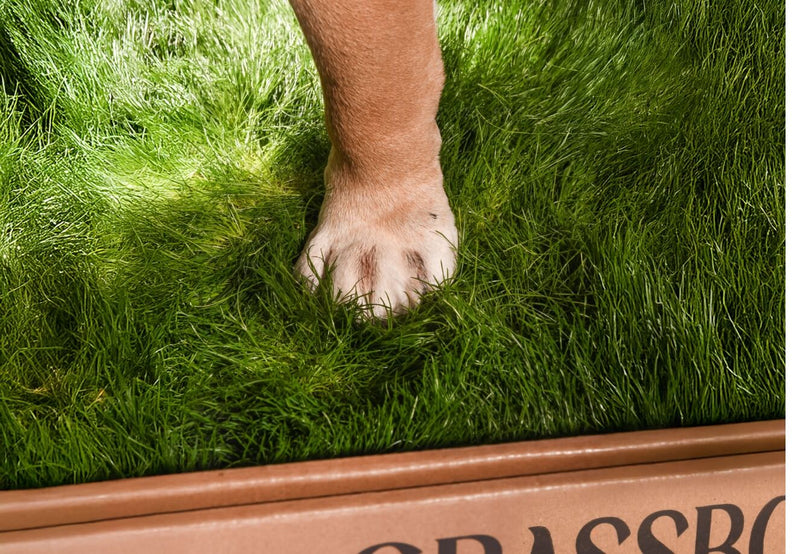 Real GrassBox-4