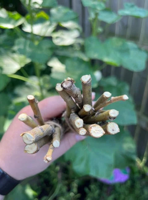 Willow Branch Bundle for Rabbits-2