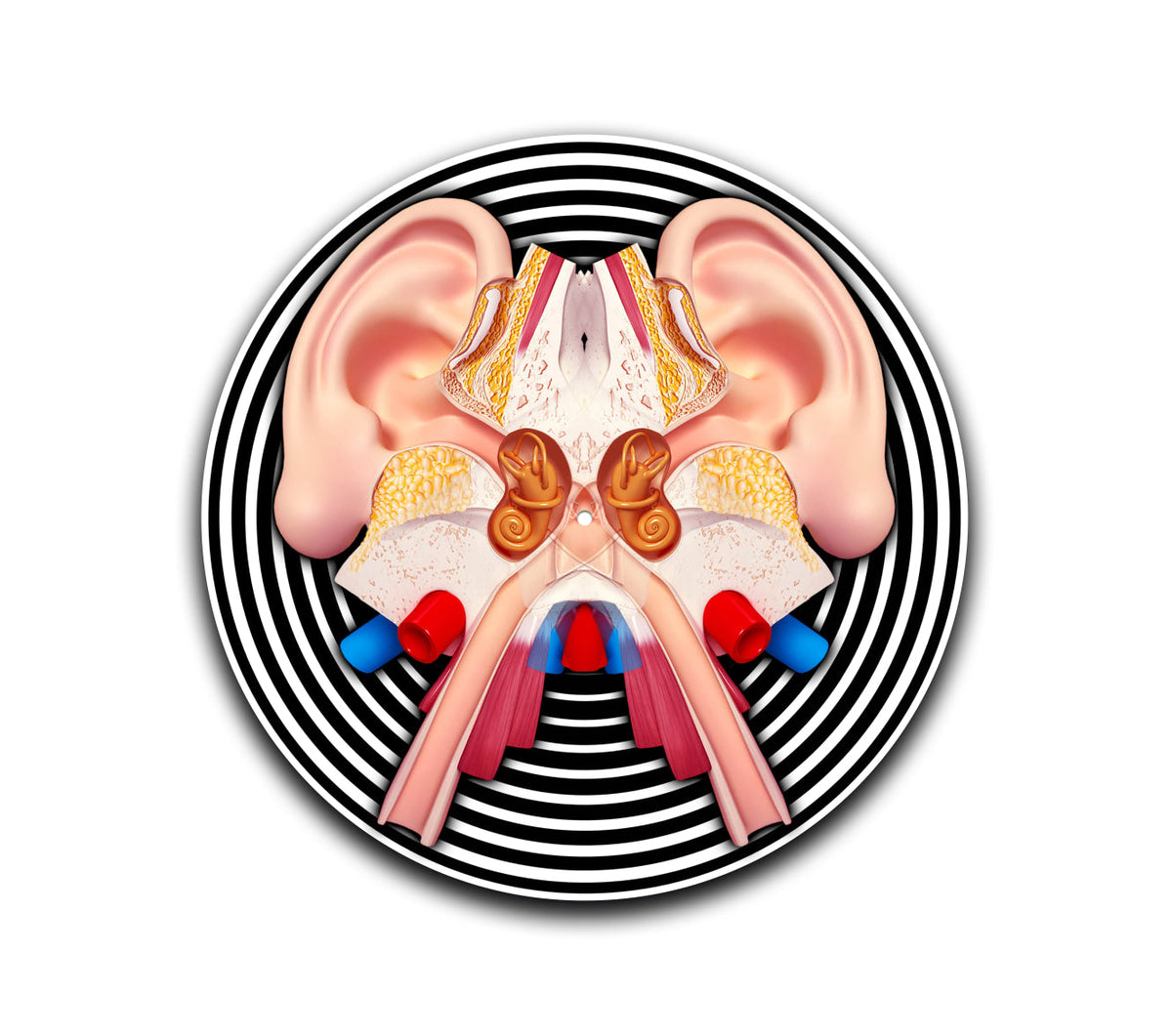 Auditory System Slipmat-1