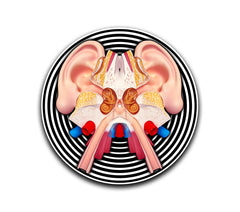 Auditory System Slipmat-1