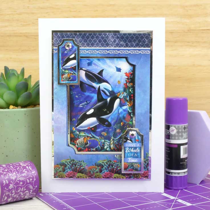 Quick Cards - Into the Wild-4