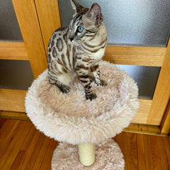 The Blush Perch – 1-Level Cat Tree-10