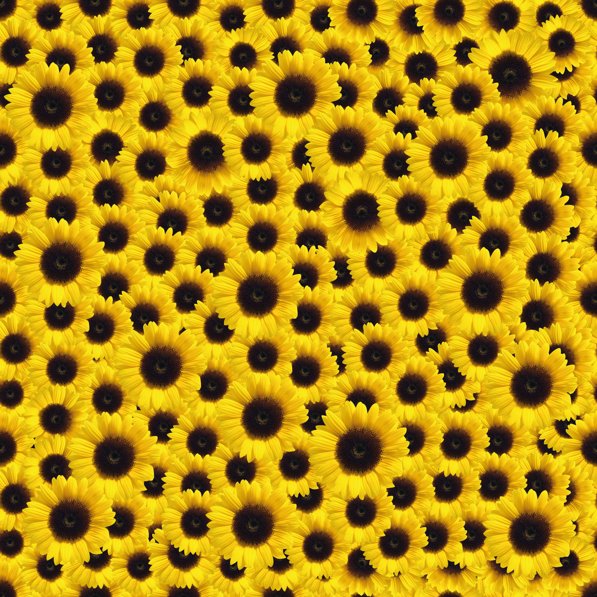 Suntastic Yellow Sunflower Pattern Adhesive Vinyl-1