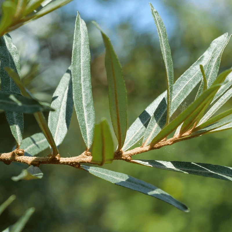 Sea Buckthorn | Dried Whole Leaf (Hippophae rhamnoides)-2