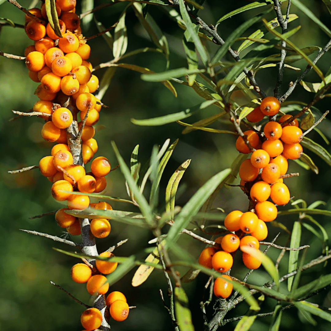 Sea Buckthorn | Dried Pulp (Hippophae rhamnoides)-3