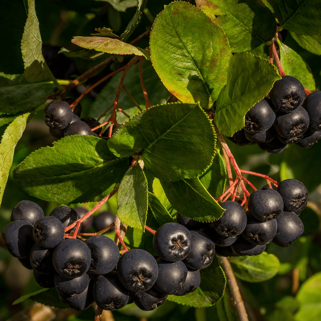 Aronia | Dried Whole Berry (Aronia melanocarpa)-4