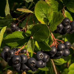 Aronia | Dried Whole Berry (Aronia melanocarpa)-4