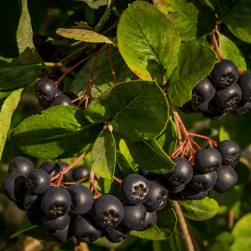 Aronia | Dried Whole Berry (Aronia melanocarpa)-4