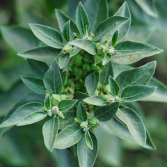 ASHWAGANDHA ROOT POWDER-1