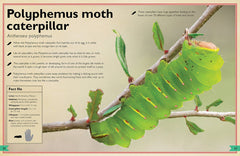 Insight Editions - The Magnificent Book of Butterflies & Moths - Ages 6+-5