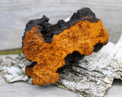 Wild Harvested Chaga Mushroom-3