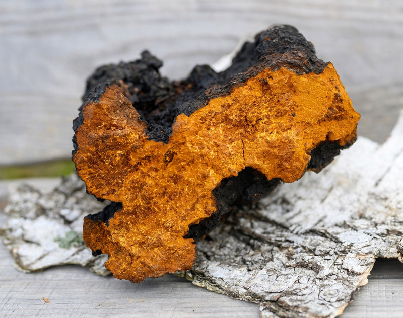 Wild Harvested Chaga Mushroom-3