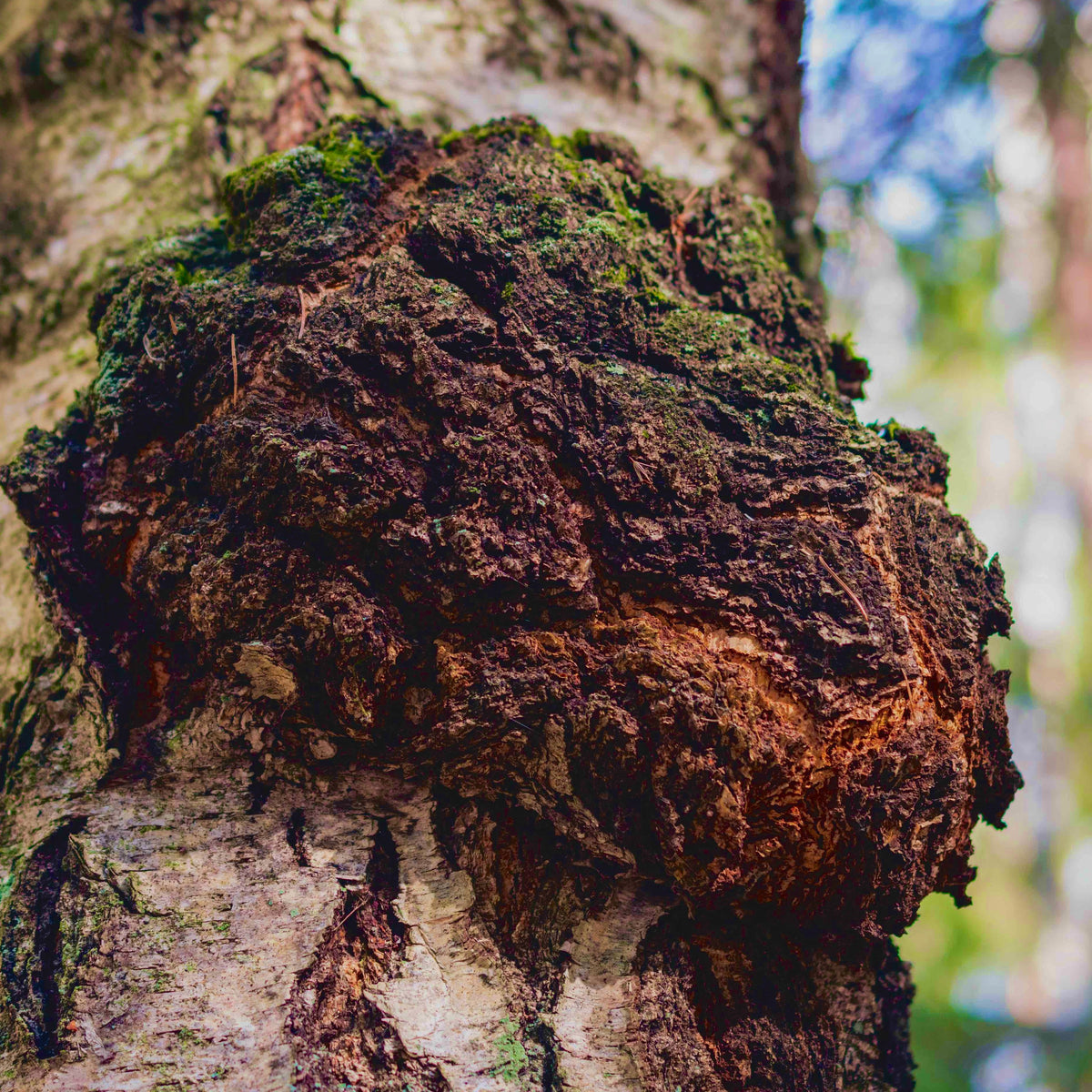 CHAGA MUSHROOM POWDER-1