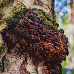 CHAGA MUSHROOM POWDER-1