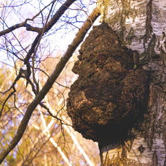 CHAGA MUSHROOM CHUNKS-1