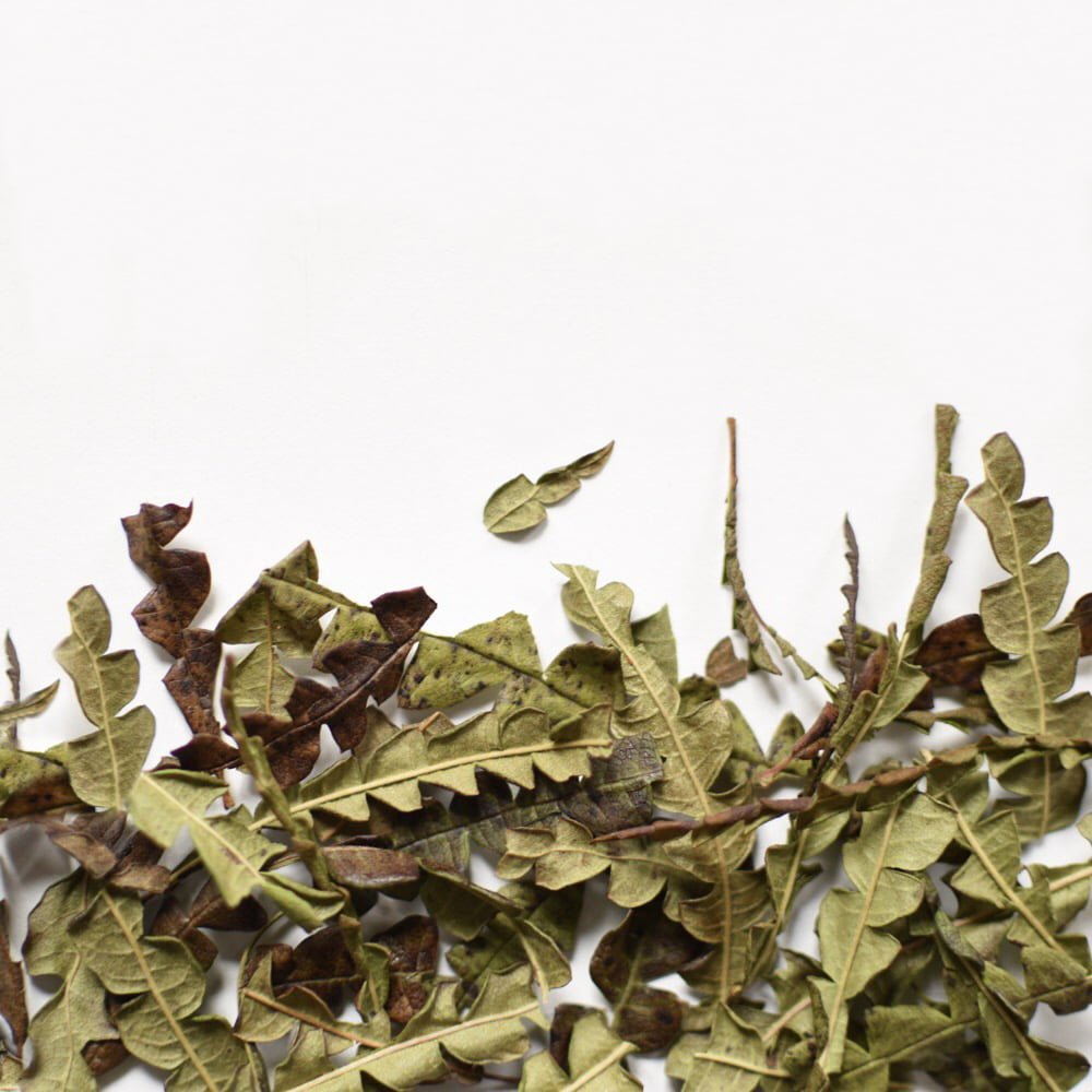 Sweetfern | Dried Whole Leaf (Comptonia peregrina)-1