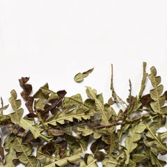 Sweetfern | Dried Whole Leaf (Comptonia peregrina)-1