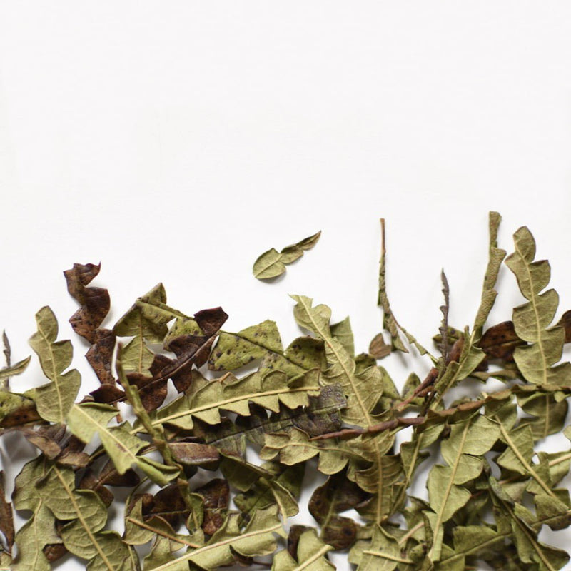 Sweetfern | Dried Whole Leaf (Comptonia peregrina)-1