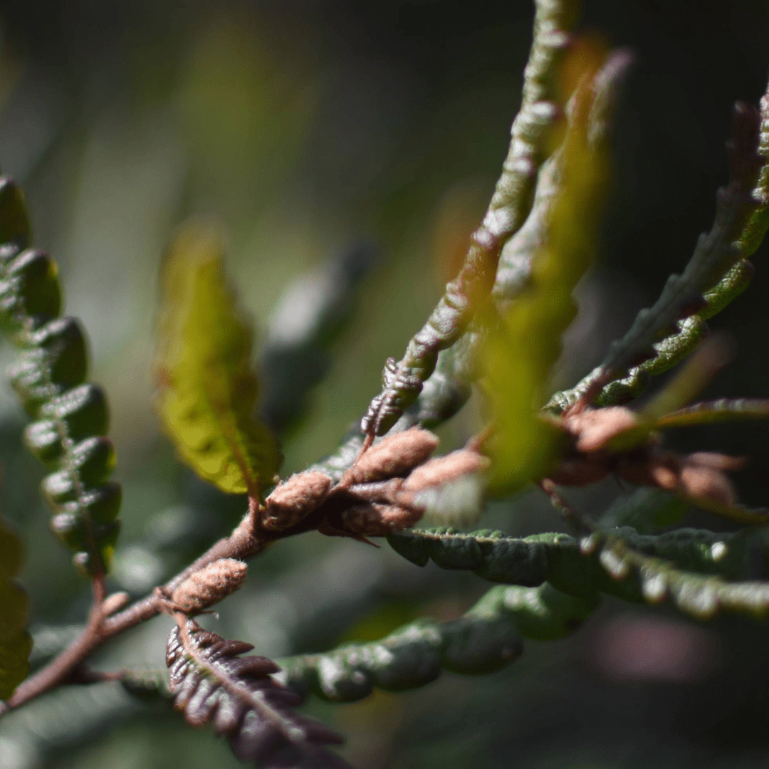 Sweetfern | Dried Whole Leaf (Comptonia peregrina)-3
