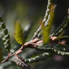 Sweetfern | Dried Whole Leaf (Comptonia peregrina)-3
