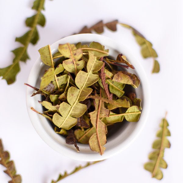 Sweetfern | Dried Whole Leaf (Comptonia peregrina)-2