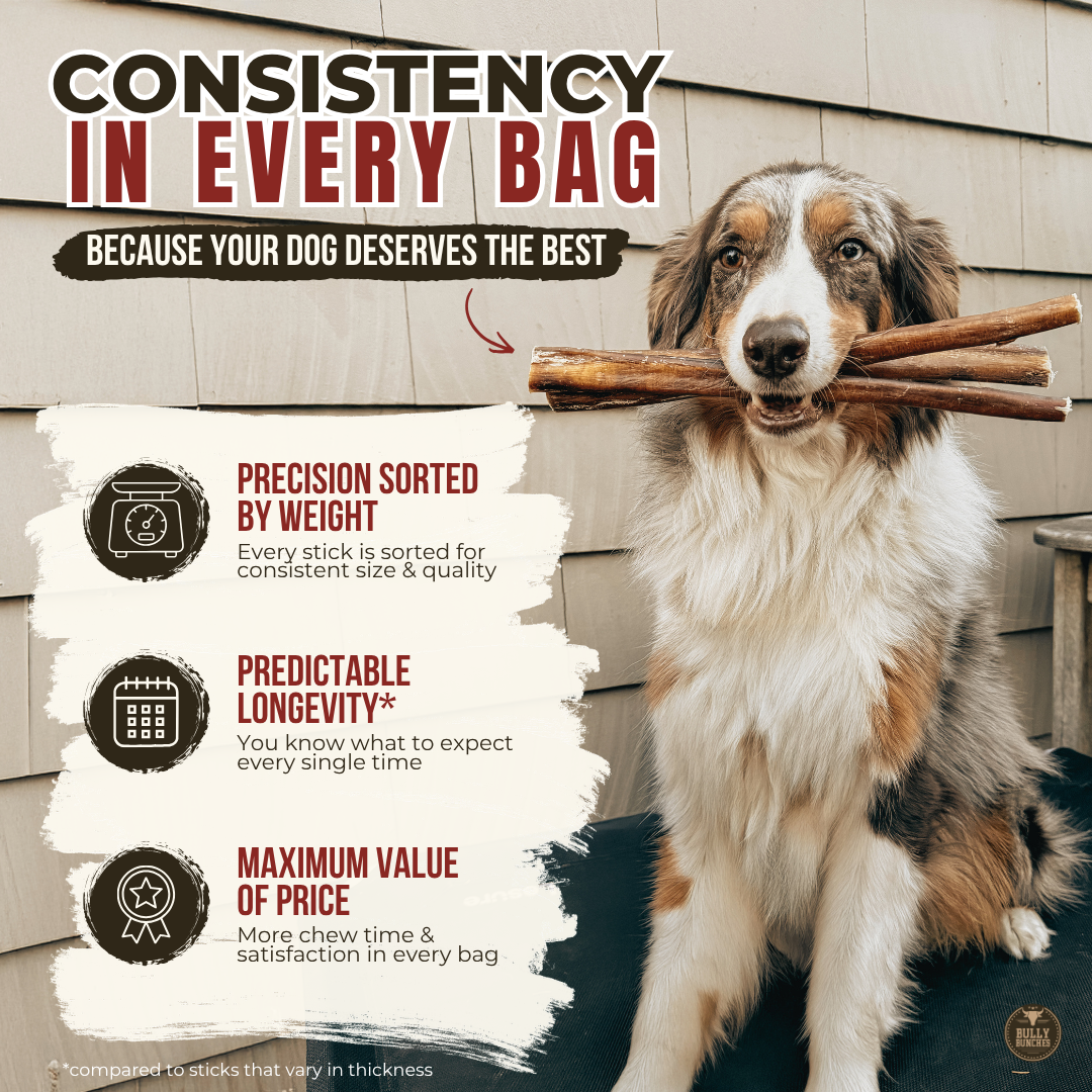 6 Inch Thick Braided Bully Stick-7