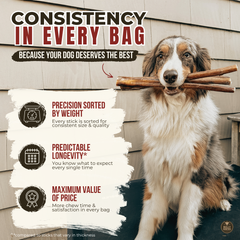 6 Inch Thick Braided Bully Stick-7