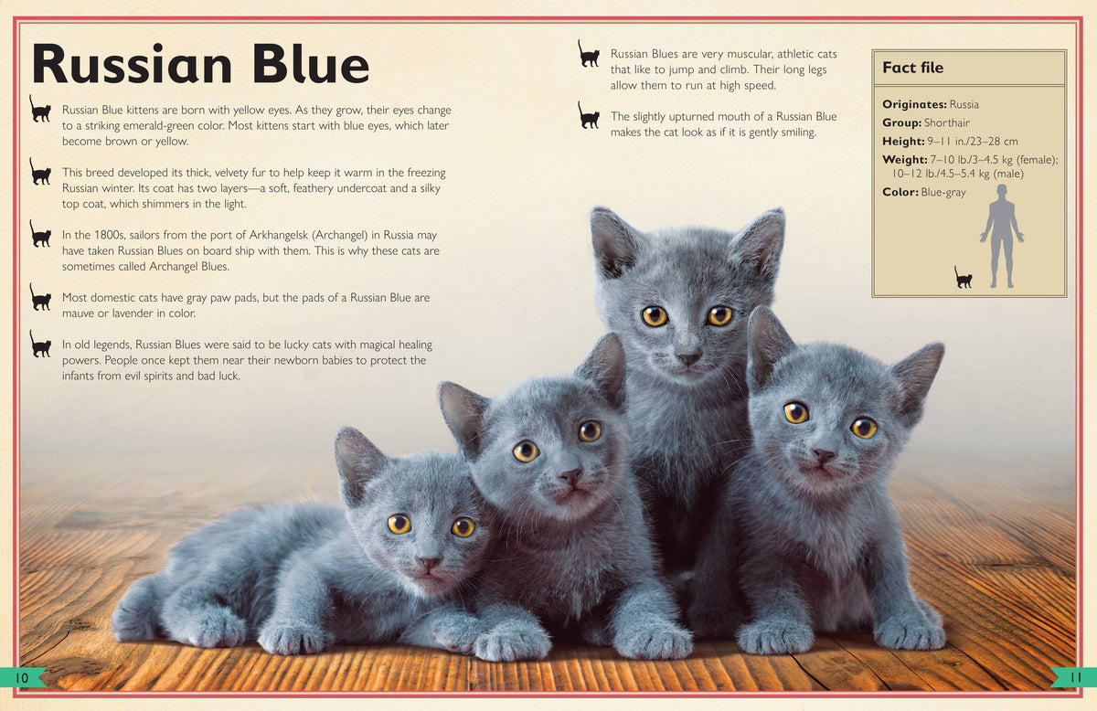 Insight Editions - The Magnificent Book of Cats - Ages 6+-3