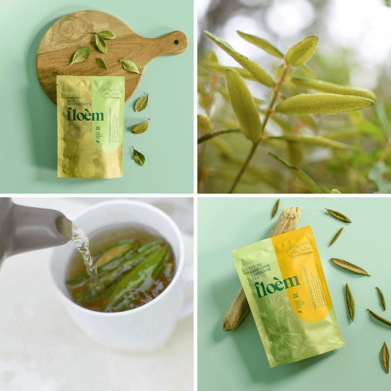 Herbal Tea Complete Set - Variety Pack-4