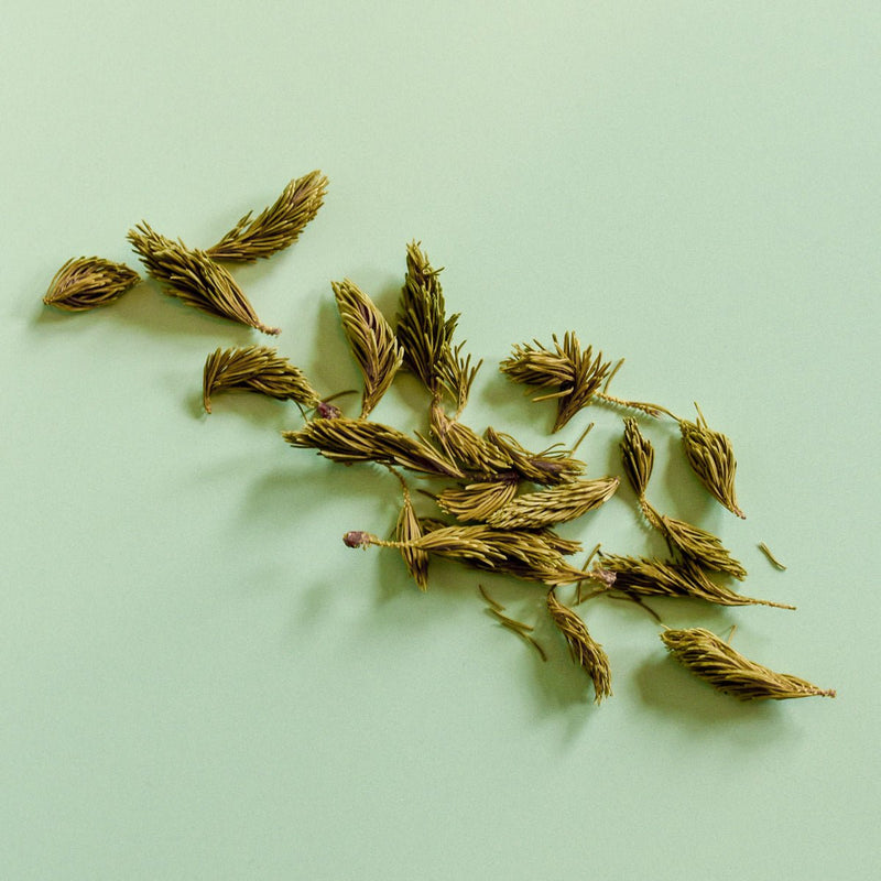 White Spruce | Dried Whole Tips (Picea glauca)-1